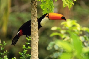Toco Toucan in the Tropical Forest6505217059 300x200 - Toco Toucan in the Tropical Forest - Tropical, Toucan, Toco, Forest